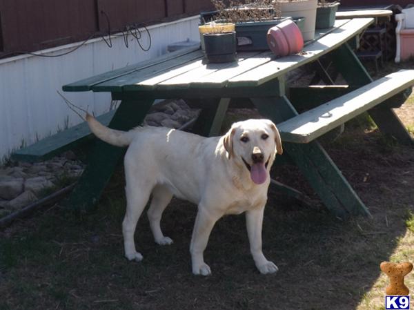 Puppies in MN